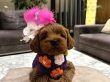 Güzel Huylu Poodle Ayarında Lady