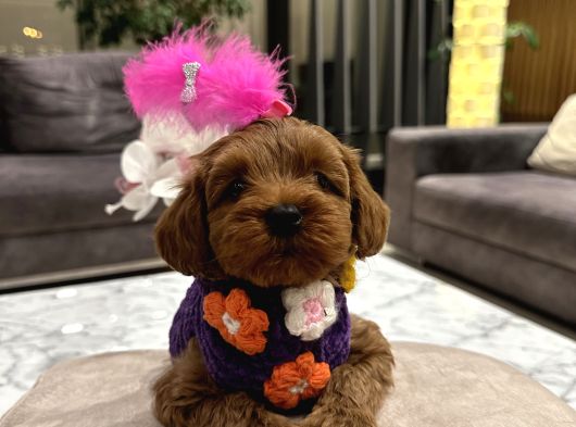 Güzel Huylu Poodle Ayarında Lady görsel