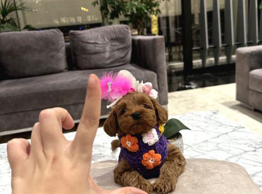 Güzel Huylu Poodle Ayarında Lady görsel