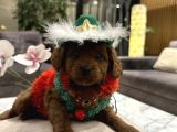 Toypoodle Ayarında Tek Renk Maltipoo Oğlum Alf