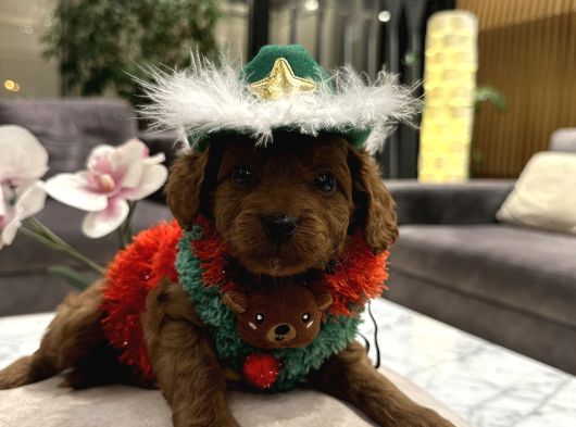 Toypoodle Ayarında Tek Renk Maltipoo Oğlum Alf görsel