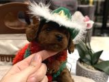 Toypoodle Ayarında Tek Renk Maltipoo Oğlum Alf