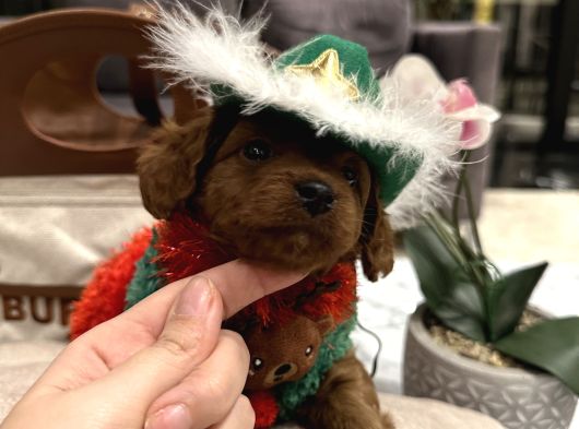 Toypoodle Ayarında Tek Renk Maltipoo Oğlum Alf görsel