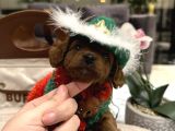 Toypoodle Ayarında Tek Renk Maltipoo oğlum Alf