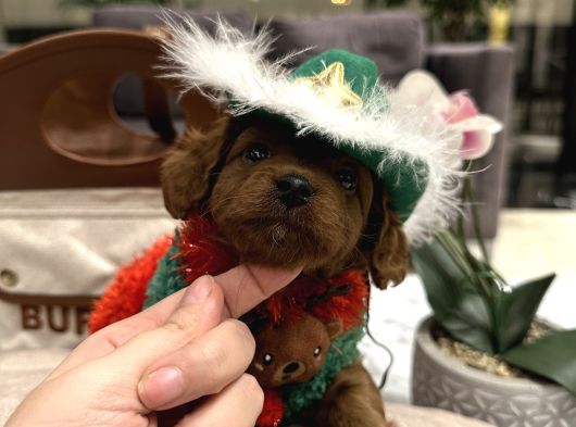 Toypoodle Ayarında Tek Renk Maltipoo Oğlum Alf