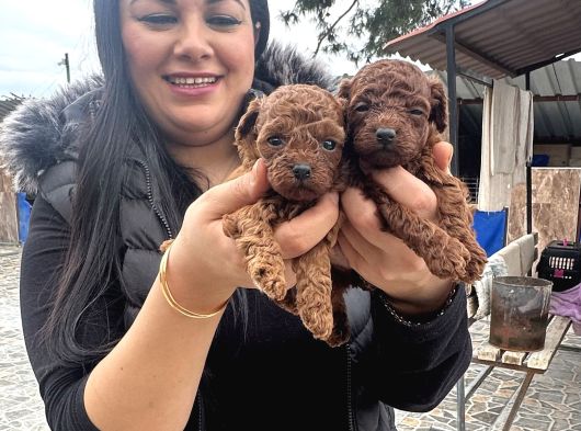 Ufacık Red Brown Poodle Yavrularım görsel