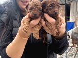 Ufacık Red brown poodle yavrularım