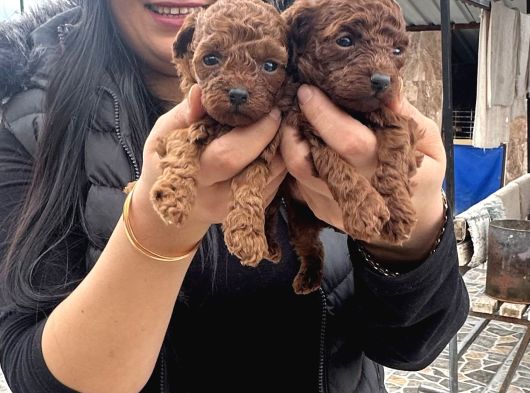 Ufacık Red brown poodle yavrularım