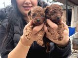 Ufacık Red Brown Poodle Yavrularım