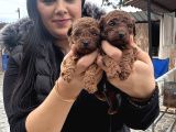 Ufacık Red Brown Poodle Yavrularım