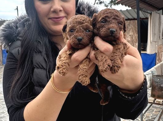 Ufacık Red Brown Poodle Yavrularım görsel