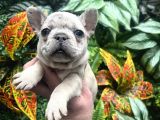 FRENCH BULLDOG YAVRULARI ANKARA TÜRKİYENİN EN İYİSİ