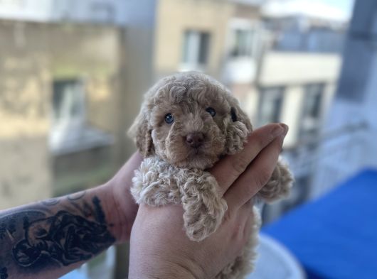 Asi̇l Malti̇po Yavrumuz görsel