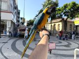 Sarilaci̇vert Konuşan Evci̇l Macaw Papağani