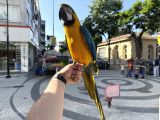 Sarilaci̇vert Konuşan Evci̇l Macaw Papağani