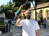 SARILACİVERT KONUŞAN EVCİL MACAW PAPAĞANI