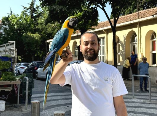 Sarilaci̇vert Konuşan Evci̇l Macaw Papağani