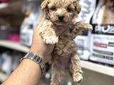Maltipoo Yavrumuz Üst Kalite Teslime Hazır