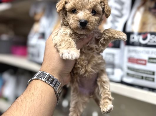 Maltipoo Yavrumuz Üst Kalite Teslime Hazır görsel