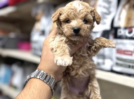 Maltipoo Yavrumuz Üst Kalite Teslime Hazır