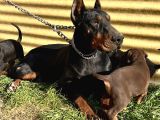 Üst Kalite Doberman Yavrular