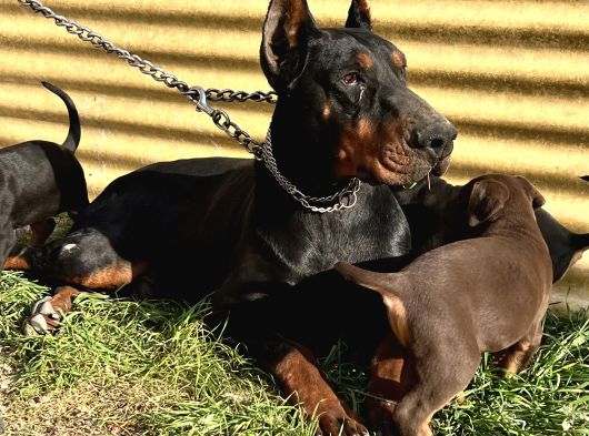 Üst Kalite Doberman Yavrular görsel