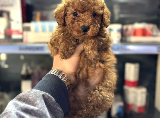 Toy Poodle Sıfır Boy Yavrumuz