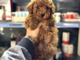 Toy Poodle Mini Boy Yavrular Teslime Hazır