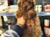 Toy Poodle Mini Boy Yavrular Teslime Hazır