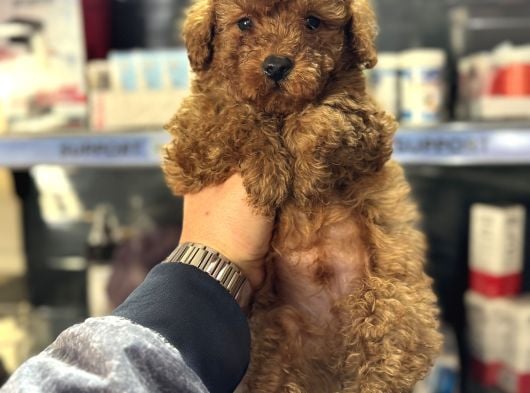 Toy Poodle Mini Boy Yavrular Teslime Hazır görsel