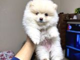 Pomeranian bebeğimiz üst kalite mini boy