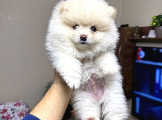 Pomeranian Bebeğimiz Üst Kalite Mini Boy