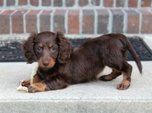 Çikolata Tan Longhair Dachund Yavrular görsel