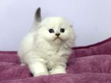 Scottish Fold Yavrulari Vonalp Pet Garantisiyle