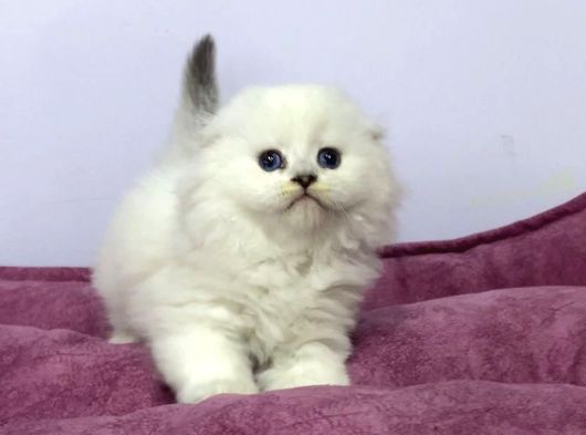 Scottish Fold Yavrulari Vonalp Pet Garantisiyle