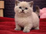 Vonalppet Garantisiyle British Shorthair Yavrularimiz