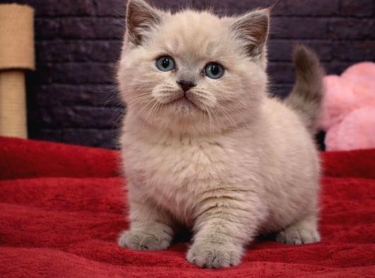 Vonalppet Garantisiyle British Shorthair Yavrularimiz