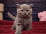 Vonalppet Garantisiyle Muhteşem British Shorthair Yavrulari