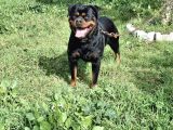 A Screli Genç Dişi