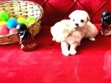 A Kalite maltese bebeklerimiz