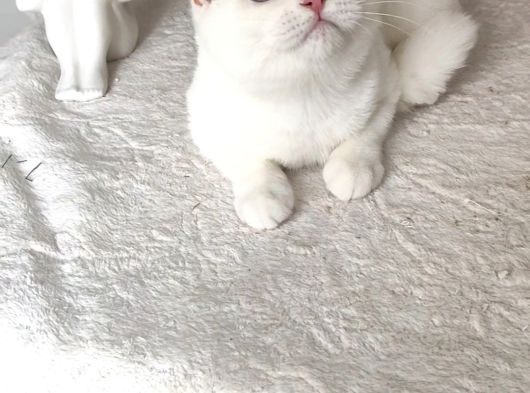Kar Beyaz Shorthair Mavi Gözlü Dişi görsel