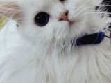 Kar Beyaz Longhair Mavi Gözlü Yakışıklı