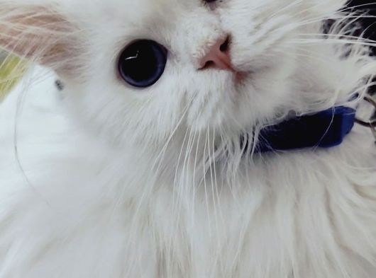 Kar Beyaz Longhair Mavi Gözlü Yakışıklı görsel