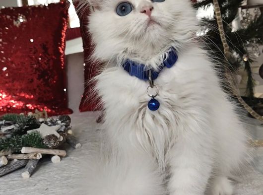 Kar Beyaz Longhair Mavi Gözlü Yakışıklı görsel