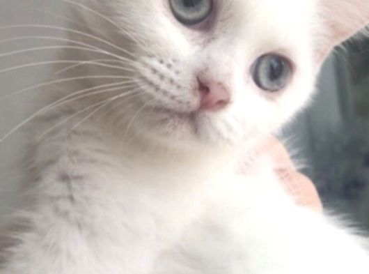 Kar Beyaz Shorthair Mavi Gözlü Dişi