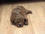 2 aylık wc eğitimli Toy Poodle Acil Sahiplendirilecek