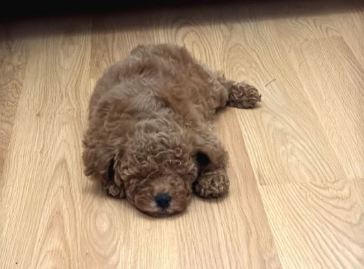 2 Aylık Wc Eğitimli Toy Poodle Acil Sahiplendirilecek