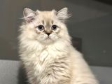 Güzeller güzeli longhair kızımız yeni ailesini arıyor