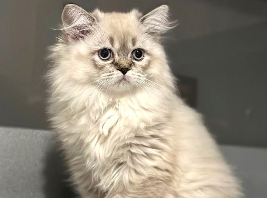Güzeller Güzeli Longhair Kızımız Yeni Ailesini Arıyor görsel