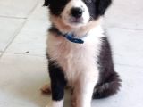 Ömürlük Yuva Arıyoruz Akıllı Ve Sosyal Border Collie Yavru